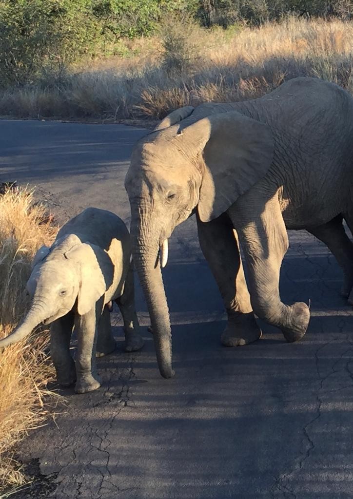 elephant-mommy-baby